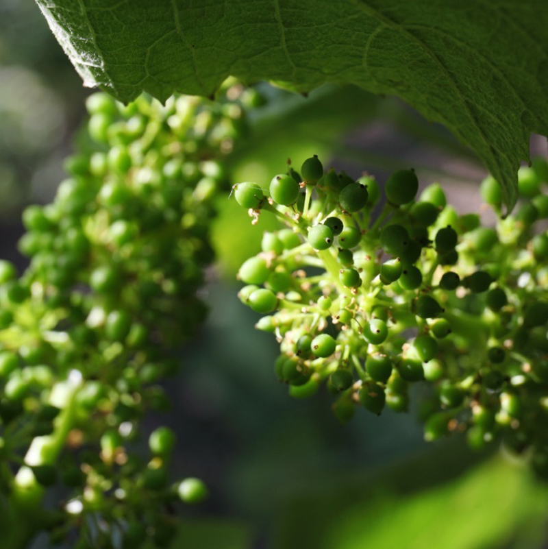 Champagne Nowack-Layour