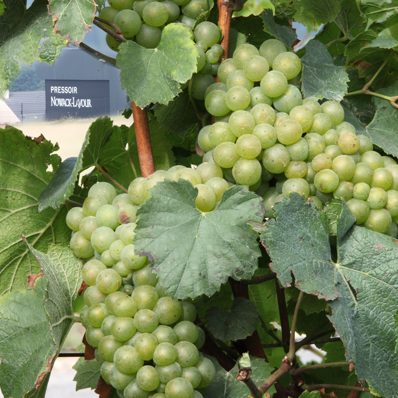 Champagne Nowack-Layour