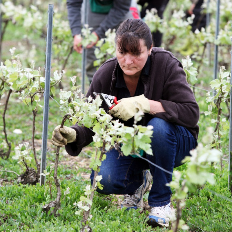 Champagne Nowack-Layour